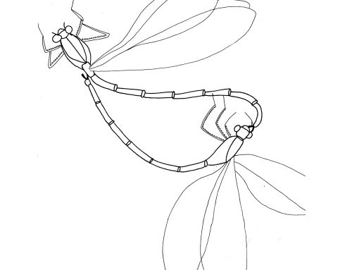 Dragonfly Drawing (1970)